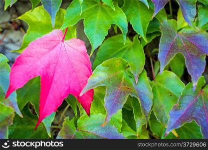 autumnal painted leaves. autumnal painted leaves