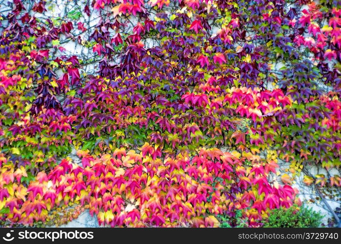 autumnal painted leaves. autumnal painted leaves