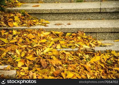 autumnal painted leaves in warm, sunny color