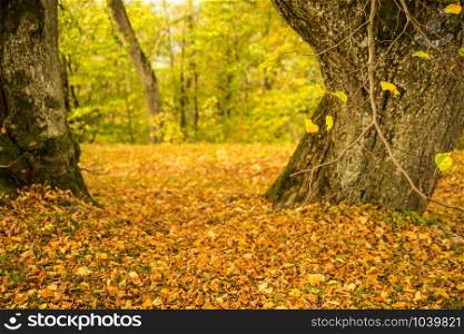 autumnal painted leaves in warm, sunny color on a meadow with old trees