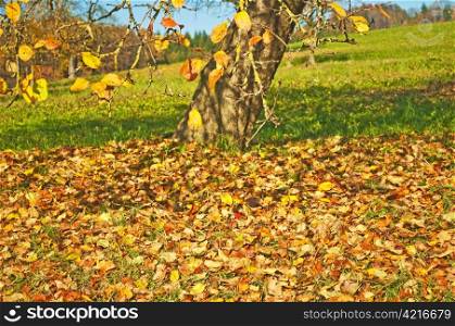 autumnal painted leaves on a meadow