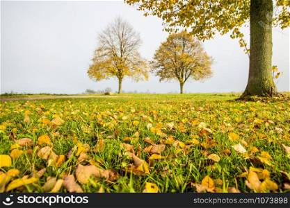 autumnal painted leaves on a meadow with trees in the background