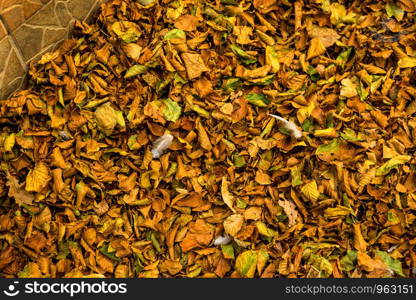 autumnal painted leaves on a street with feathers