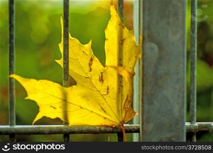 autumnal painted maple leaf in a gate