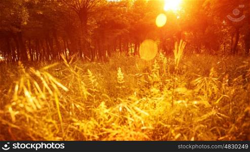 Autumnal park, beautiful golden dry grass field in the forest in sunny day, warm yellow sunset light, fall season, autumn nature&#xA;
