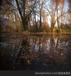 Autumnal Pond