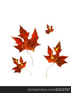 Autumnal red leaves border isolated on white with copy space