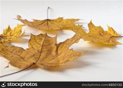 autumnal scene. leaf