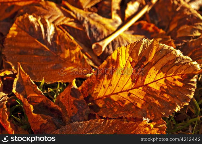 autumnal scene with leaves. leaves in autumn