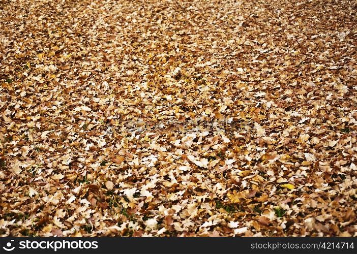 autumnal scene with leaves. leaves in autumn
