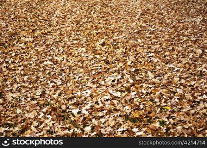 autumnal scene with leaves. leaves in autumn