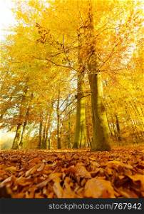 Autumnal scenery in forest. Woodland trees leaves in fall. Nature outdoor vegetation landscape concept. . Autumnal scenery in forest.