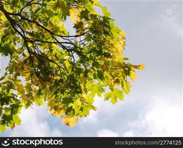 Autumnal scenery with maple tree branch against cloudy sky.