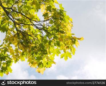 Autumnal scenery with maple tree branch against cloudy sky.