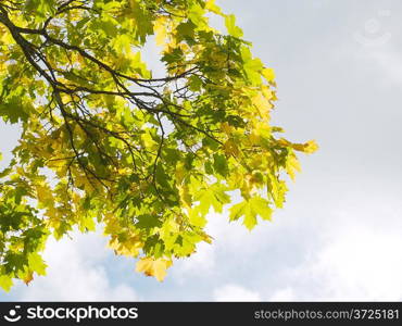 Autumnal scenery with maple tree branch against cloudy sky.