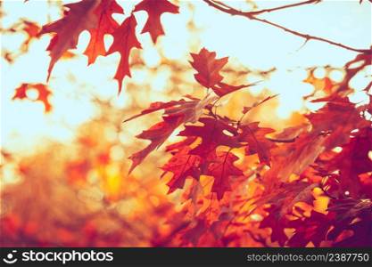 Autumnal season concept. Colorful autumn in park. Many beautiful trees.. Colorful autumn in park.