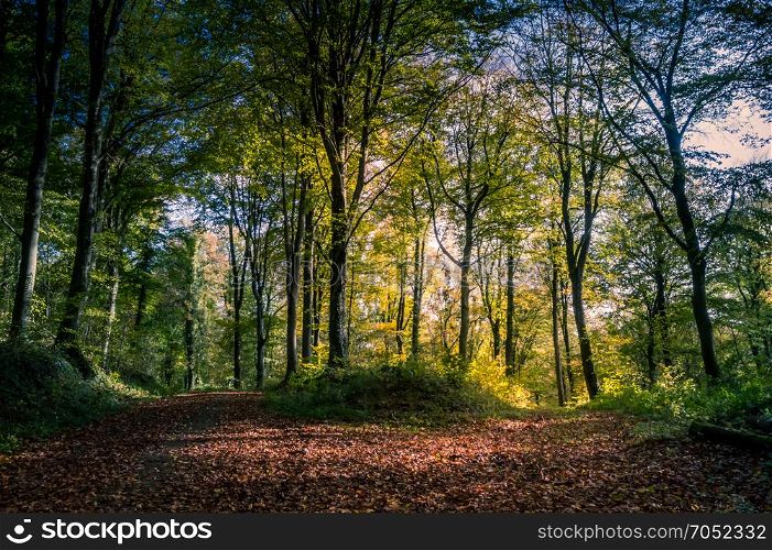 Autumnal trail surrounded by trees . Autumnal trail surrounded by trees in the forest of Gaume in Belgium