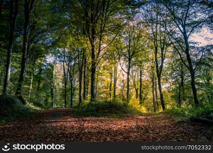 Autumnal trail surrounded by trees . Autumnal trail surrounded by trees in the forest of Gaume in Belgium