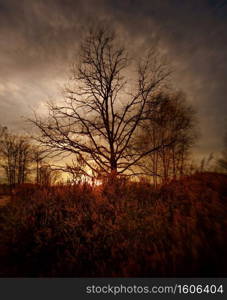 Autumnal tree at beautiful sunset 