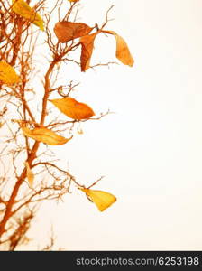 Autumnal tree branch with dry leaves