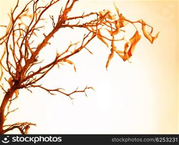 Autumnal tree branch with dry leaves