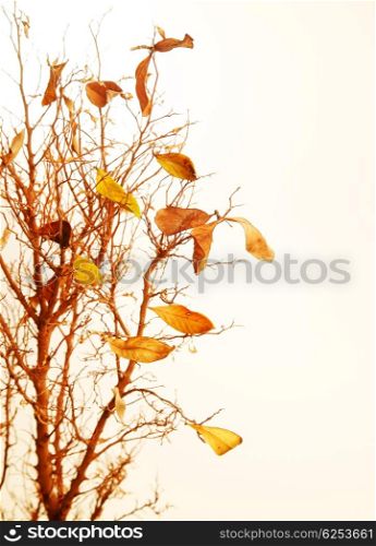 Autumnal tree branch with dry leaves