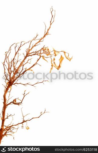 Autumnal tree branch with dry leaves isolated over white
