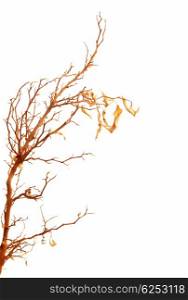 Autumnal tree branch with dry leaves isolated over white