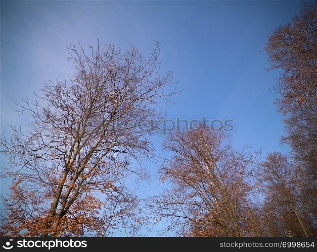 Autumnal trees as nature background. Nature concept.. Autumnal trees as nature background.