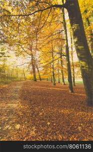 Autumnal trees in sunshine.. Nature outdoor beauty scenery concept. Autumnal trees in sunshine. Woodland during fall season covered by dried foliage.