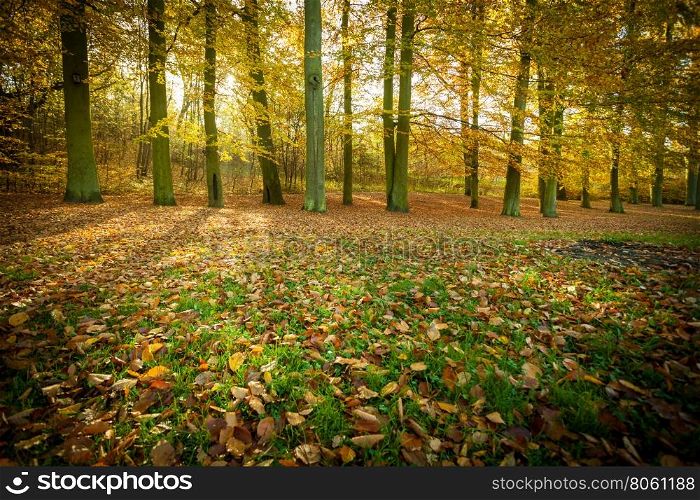 Autumnal trees in sunshine.. Nature outdoor beauty scenery concept. Autumnal trees in sunshine. Woodland during fall season covered by dried foliage.