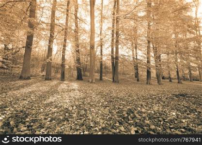 Autumnal trees inside forest. Woodland fall scenery. Nature vegetation season concept. . Autumnal trees inside forest.