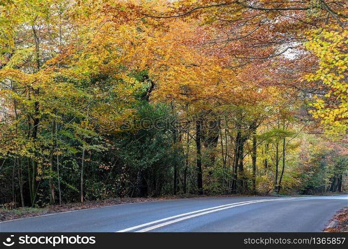 Autumnal view of the Ashdown Forest in East Sussex