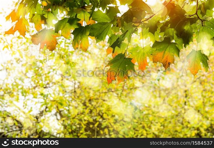 Autumnal with Maples leaves with morning light shining through,Soft focus branches maple tree with orange leaves against blurry natural background,Bright leaves in fall season with blurry light bokeh
