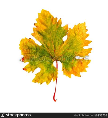 Autumnal yellow leaf isolated on white with copy space