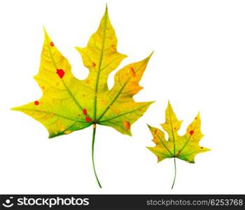 Autumnal yellow leaves isolated on white