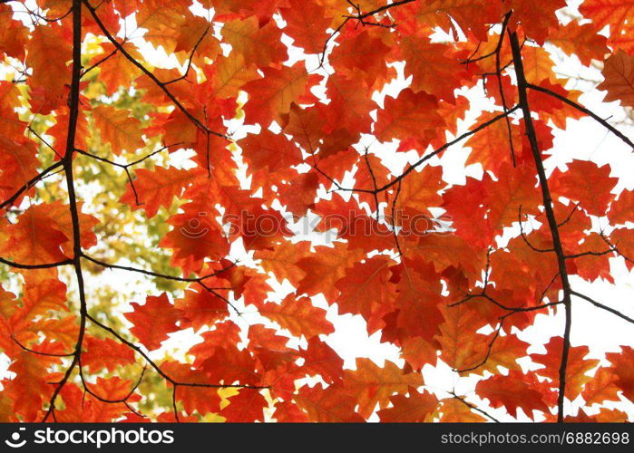 Autumnal yellow leaves on the trees. Autumnal yellow oak leaves on the trees