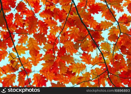 Autumnal yellow oak leaves. Autumnal yellow oak leaves on the tree
