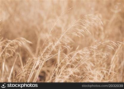 autumun scenery with wheat field