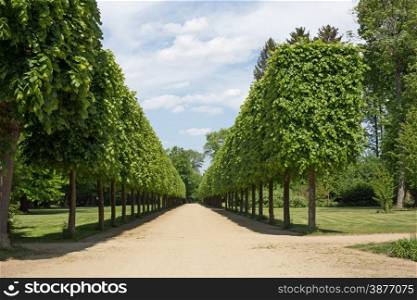 Avenue in a public park (castle garden in Dieburg in Germany)