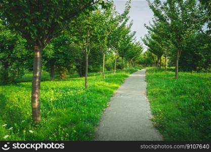 Avenue in the green park with trees planted along the path, Chelm, Poland