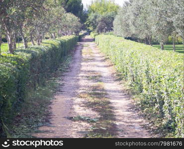 avenue infinite with hedges. Driveway without end. Concept of travel without end