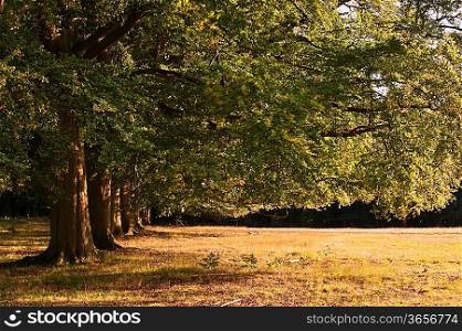 Avenue of oak trees bathed in last of Summer evening golden sun