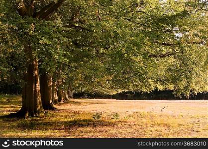 Avenue of oak trees bathed in last of Summer evening golden sun