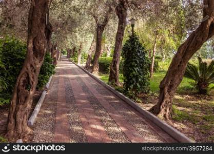 Avenue of olive trees lining the pavement in the park.