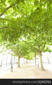 Avenue with trees in the old city of Leiden Netherlands Blurry and overexposed on purpose