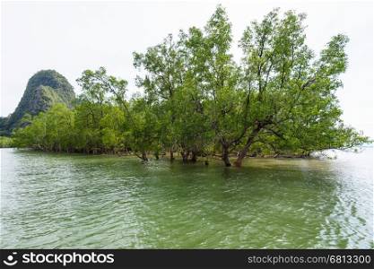 Avicennia officinalis is a tree species of mangrove depend on water at sea in Phang Nga Bay or Ao Phang Nga National Park, Thailand