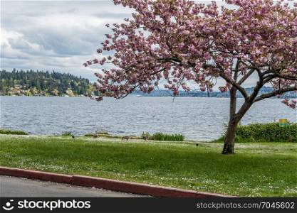 Aview of Lake Washington from Seward Park in Seattle, Washington. A cherry tree with pink blossoms frames the lake and Canado Gesse on the lawn.