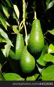 Avocado fruits on the branch of tree
