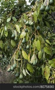 Avocado on a branch. Laden with fruit